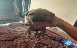 Staffordshire Bull Terrier dogs for sale: Staffy puppies for sale - Advert 3