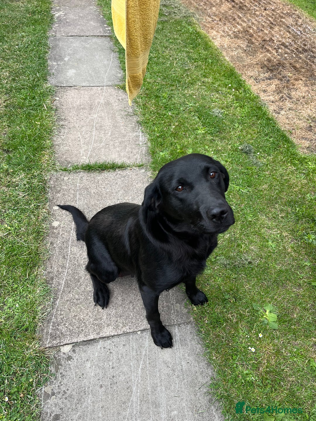 Labrador Retriever dogs for sale: Gorgeous Fox Red Labrador boy - Image 5