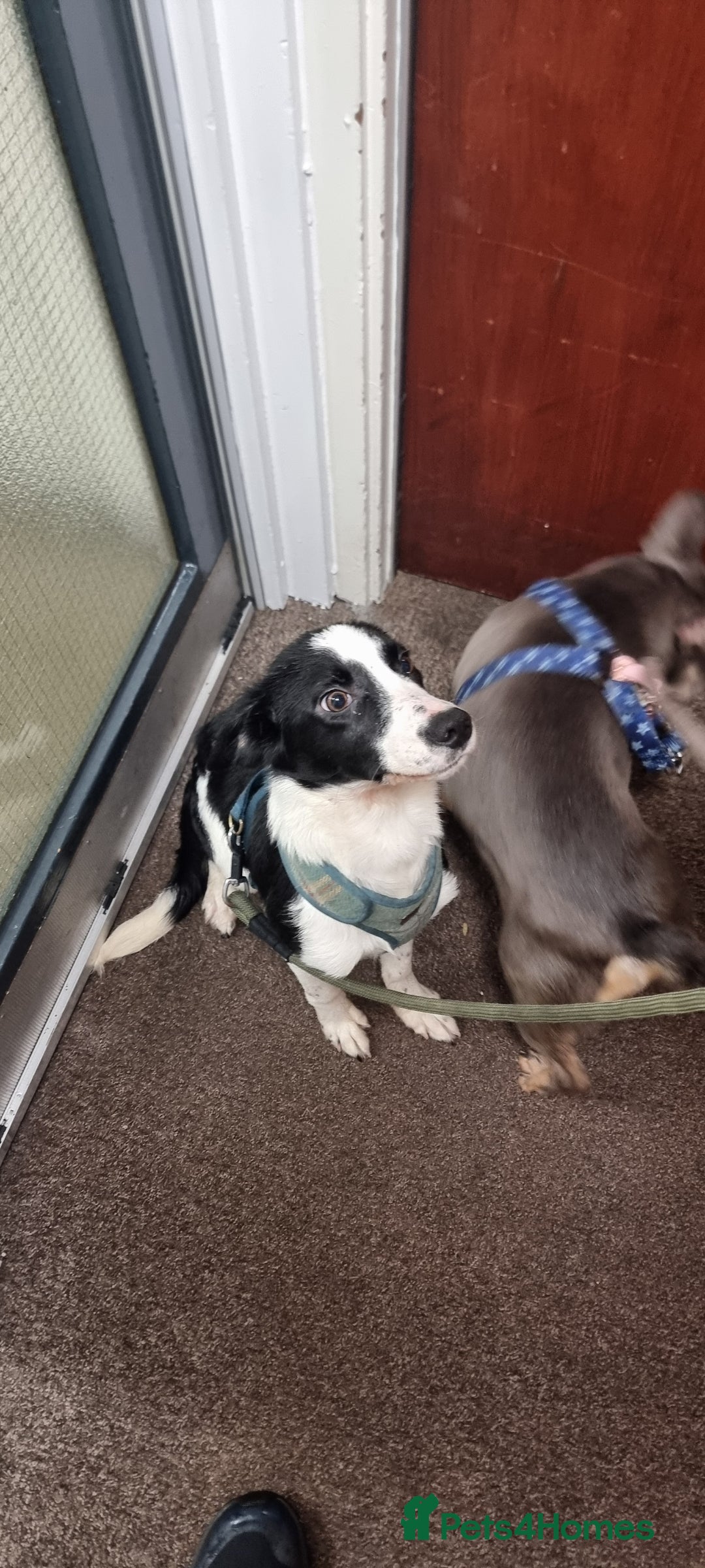 Sprollie dogs for sale: Wallace - Advert 5