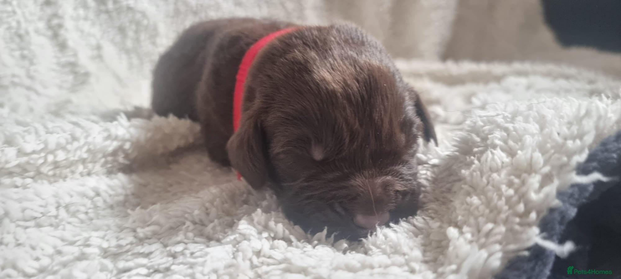 Mixed Breed dogs Newfador lab x newfie - Advert 3