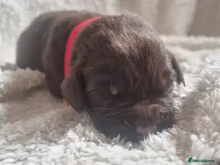 Mixed Breed dogs Newfador lab x newfie - Advert 3