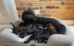 Cockapoo dogs for sale: Cockapoo Lovley Puppies  - Image 3