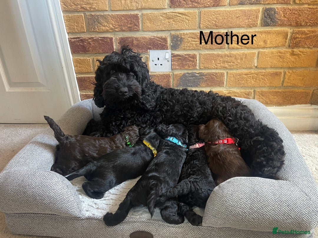 Cockapoo dogs for sale: Cockapoo Lovley Puppies  - Image 3