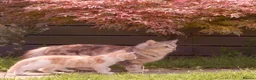 Mixed Breed cats for sale: Part Ragdoll Kittens Looking for Forever Families - Advert 17