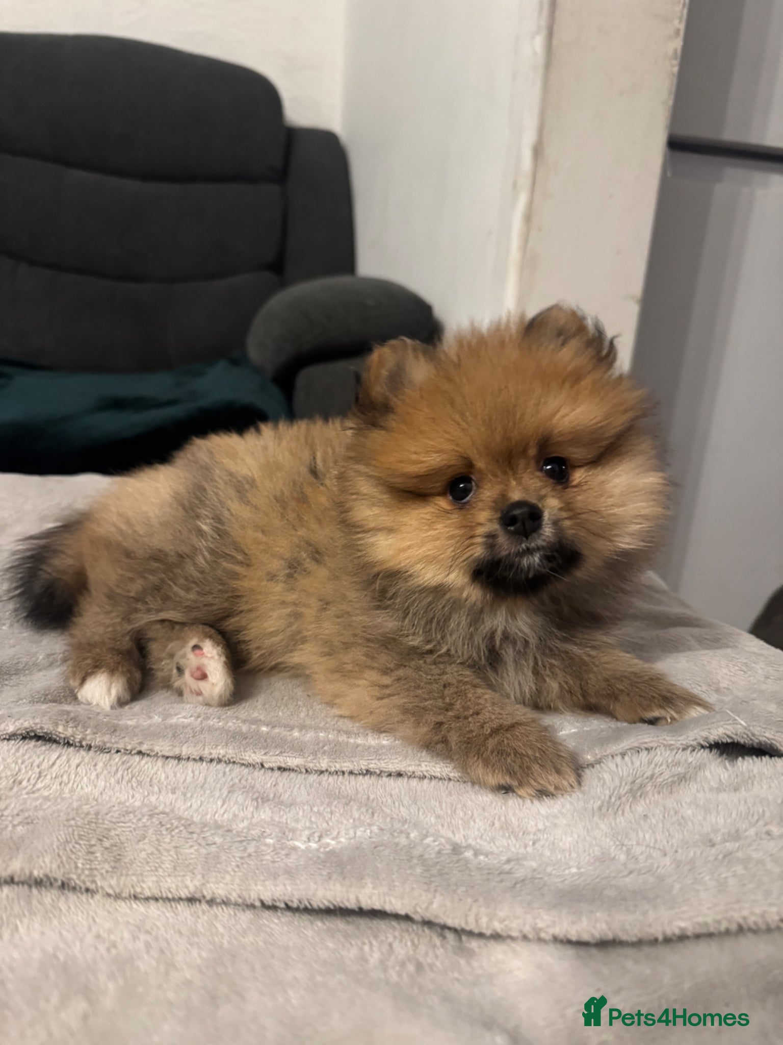 Pomeranian dogs for sale: ⭐️teddy bear Pomeranian ⭐️ - Advert 4