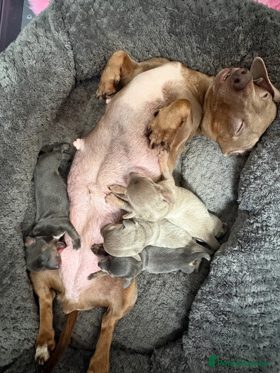 Miniature Dachshund dogs for sale: KC registered PRA clear mini dacshunds puppies in Saint Helens - Advert 10
