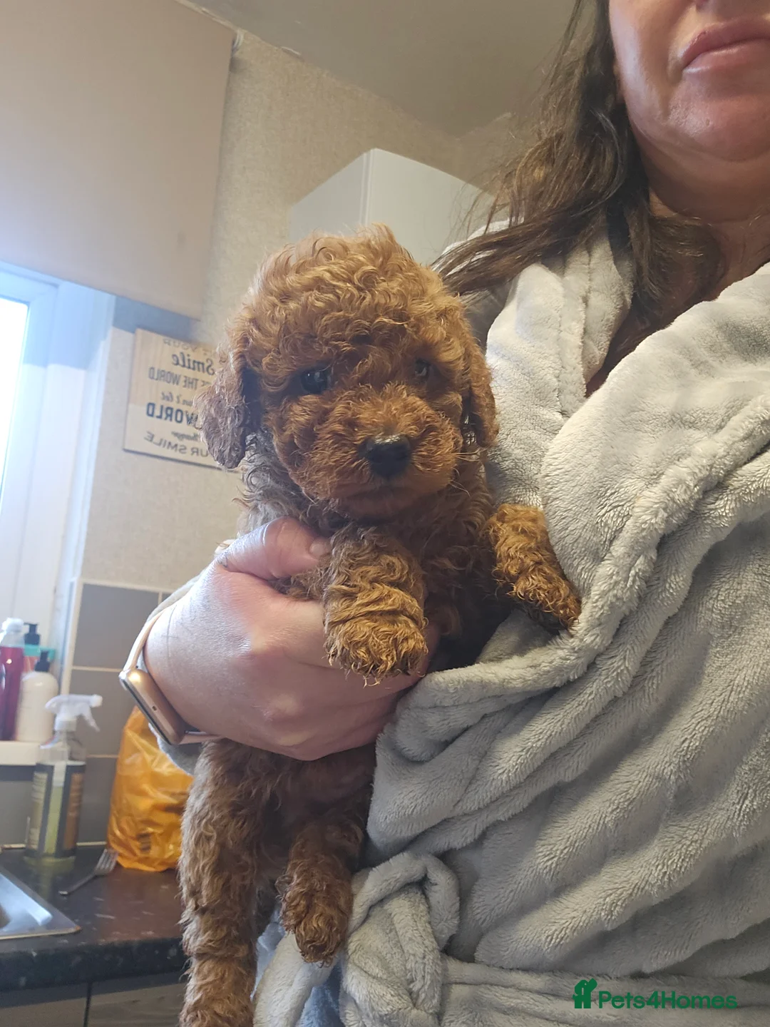 Miniature Poodle dogs for sale: Beautiful red kc mini poodles - Advert 7