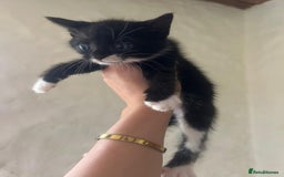 Mixed Breed cats for sale: Beautiful kittens - Image 12