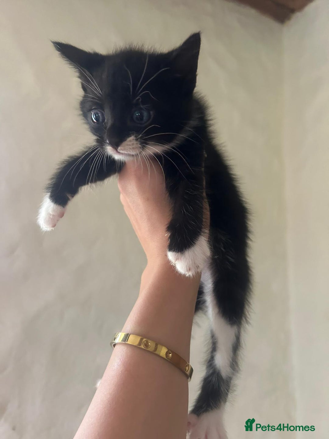 Mixed Breed cats for sale: Beautiful kittens - Image 12
