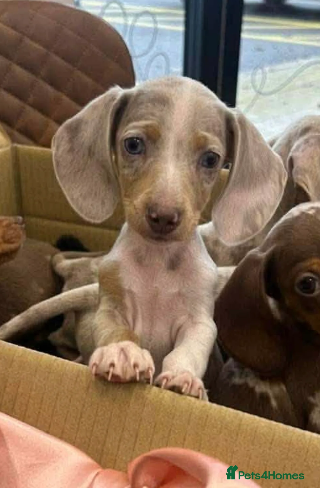 Miniature Dachshund dogs for sale: Rehoming  - Advert 4