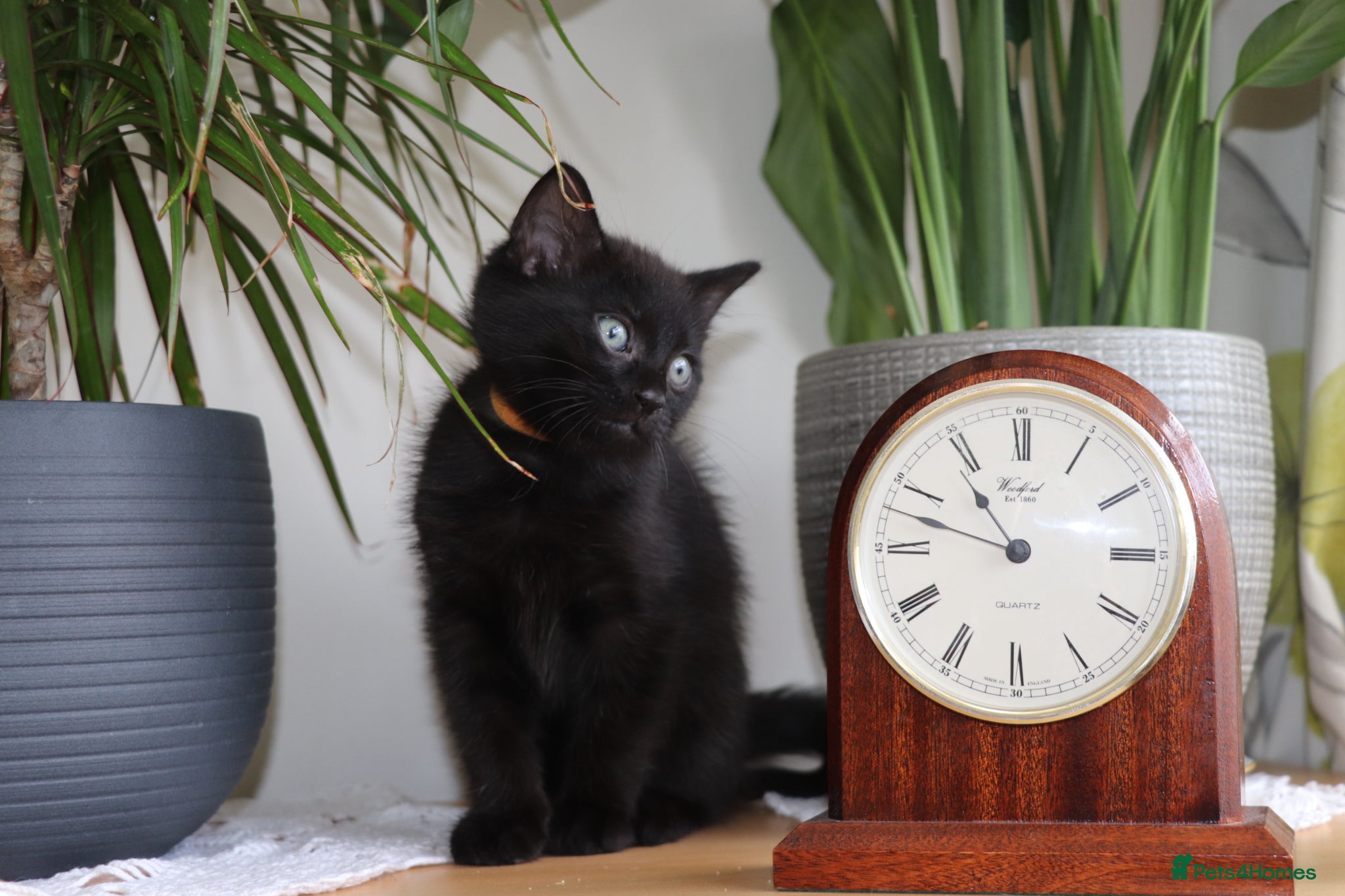 Domestic Shorthair cats Black Kitten  Ready NOW  - Advert 14