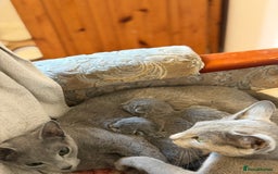 Russian Blue cats for sale: American lines Russian Blue Kittens. - Image 10