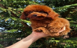Toy Poodle dogs for sale: Asian Toy Poodle (Korean & Chineese) VERY rare - Image 3