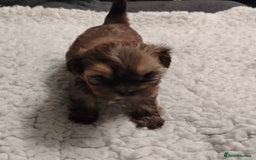 Shih Tzu dogs for sale: Shih tzu  - Image 12