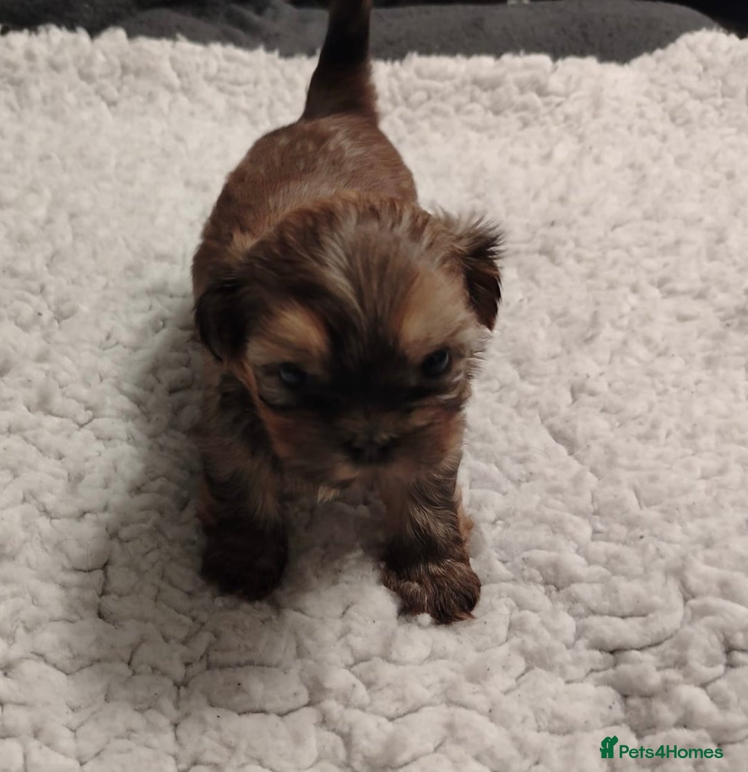 Shih Tzu dogs for sale: Shih tzu  - Image 12