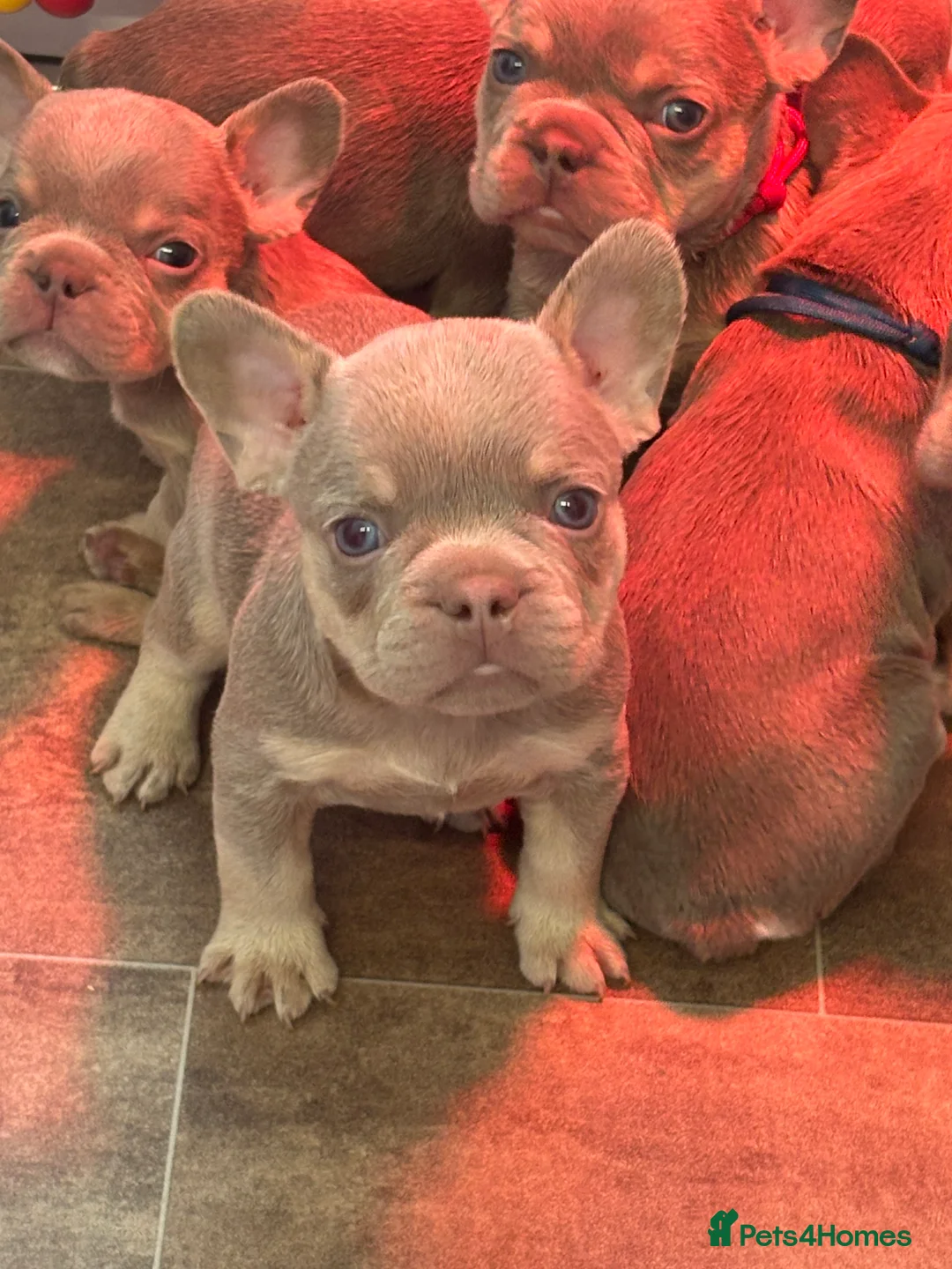 French Bulldog dogs for sale: French bull dog puppies - Advert 2