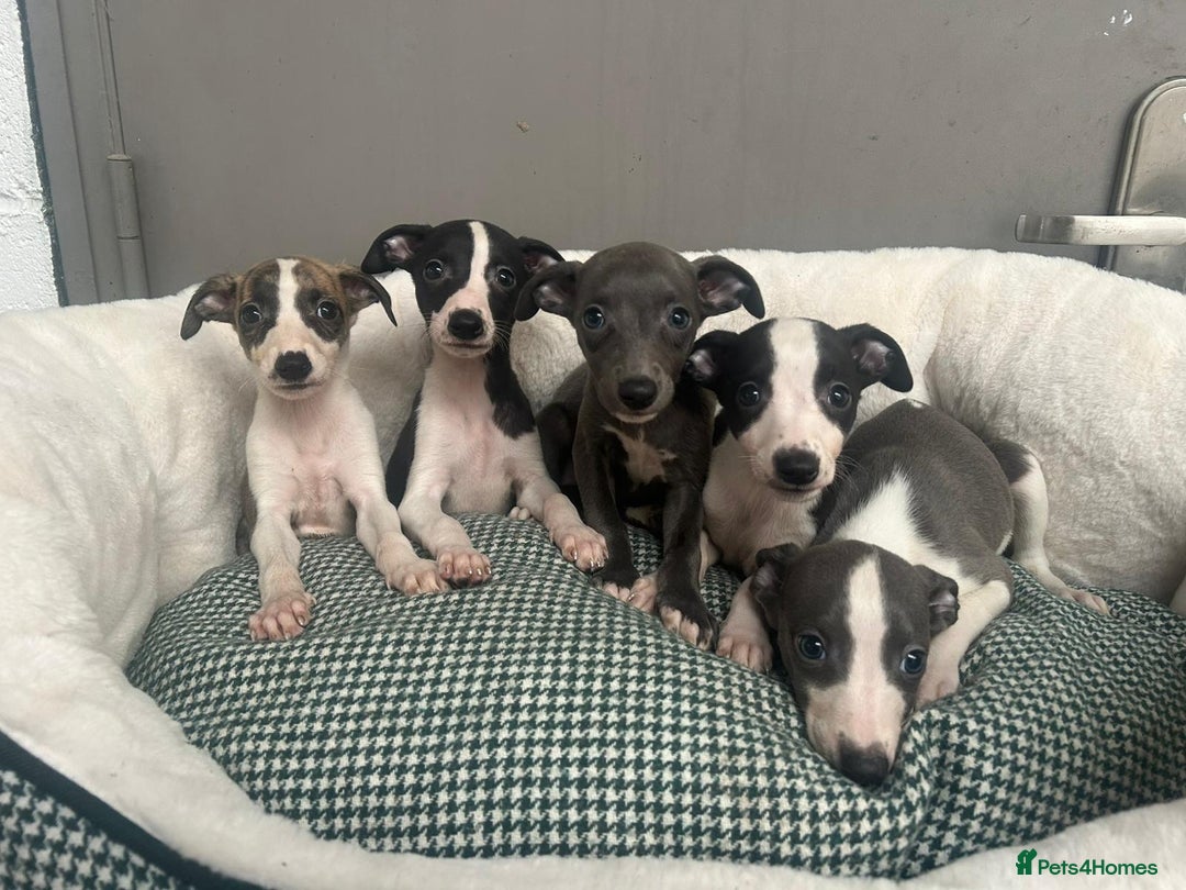 Recipe Bil Jac Picky No More Medium BIL-JAC Picky No More Small