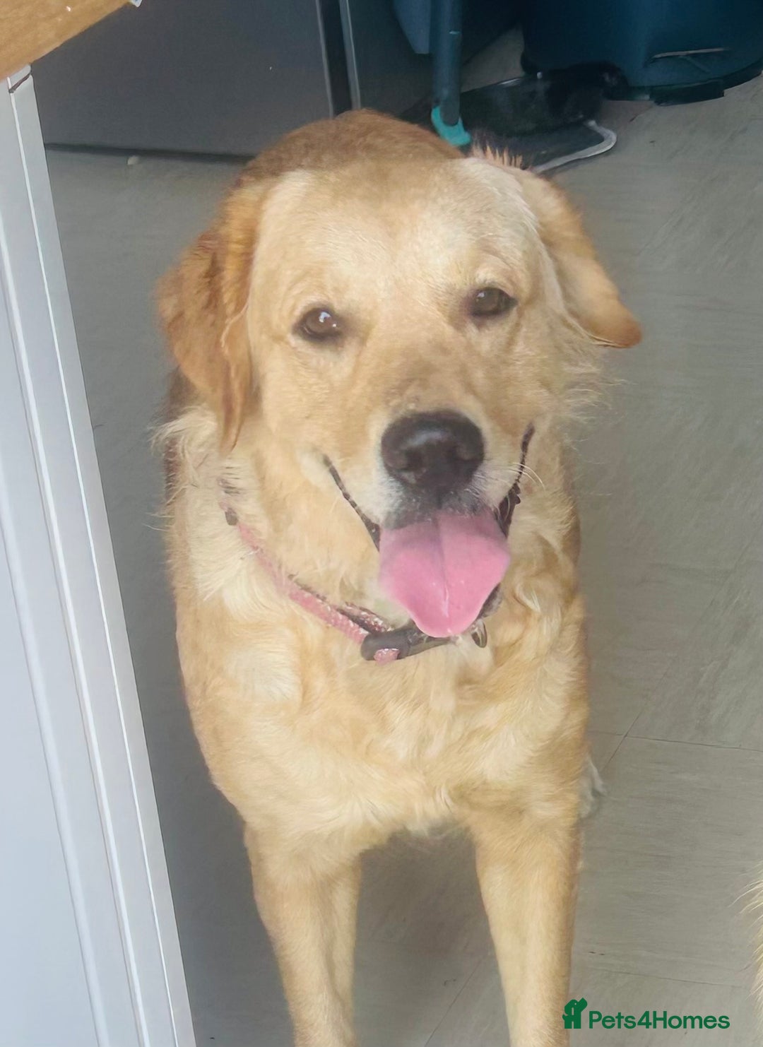 Golden Retriever dogs for sale: Rehoming  - Image 1