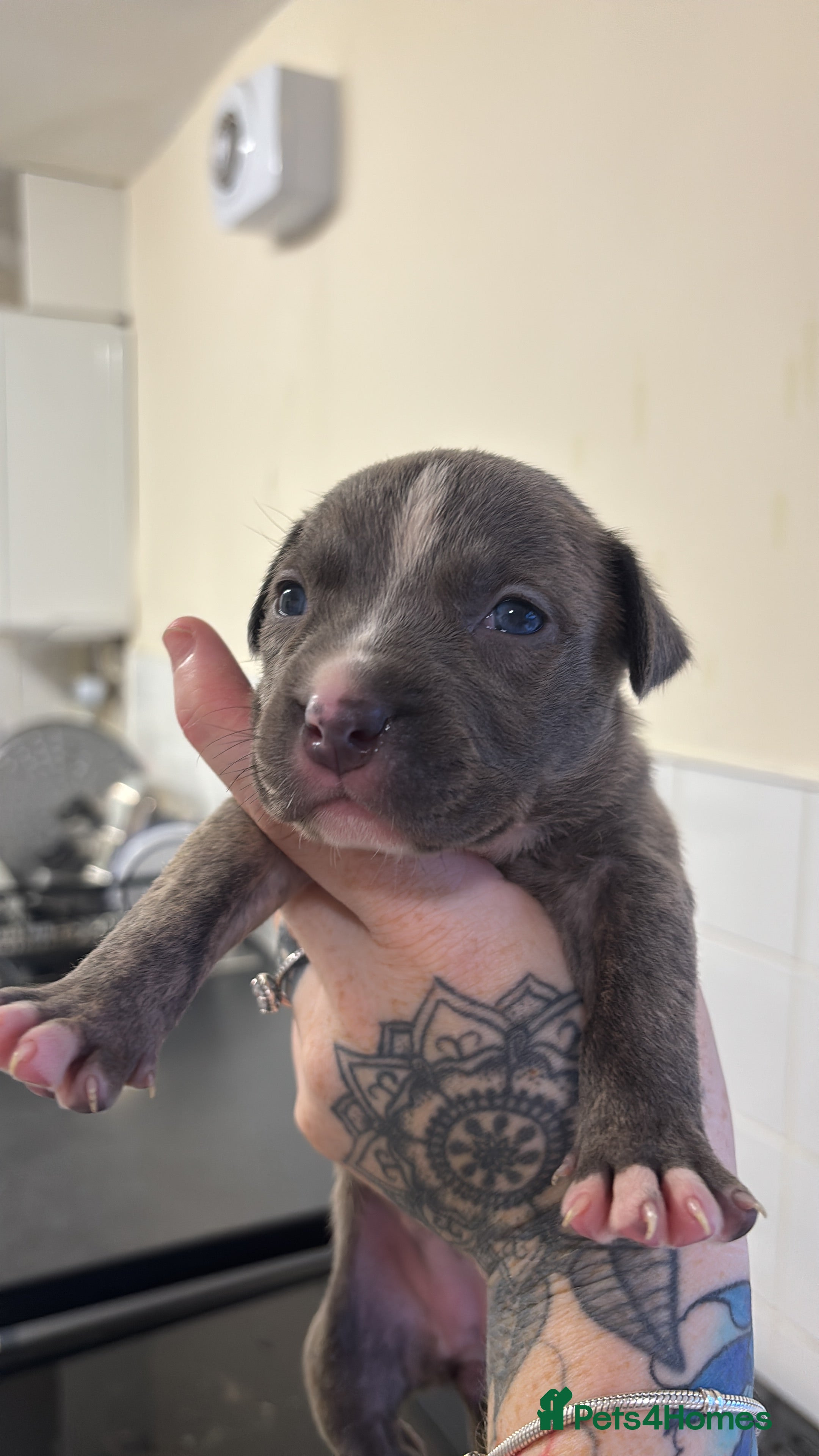 Staffordshire Bull Terrier dogs ** LAST 2 female staff pups left -** - Advert 12