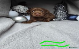 Labrador Retriever dogs for sale: Chunky cute lab pups for sale - Image 5