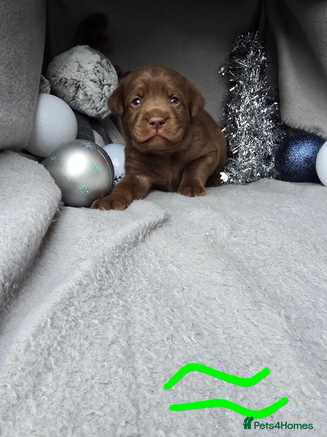 Labrador Retriever dogs for sale: Chunky cute lab pups for sale - Image 5