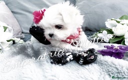Maltese dogs for sale: Tiny KC Reg. Korean Line Maltese- by Emperatrice - Image 9