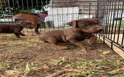 Patterdale Terrier dogs for sale: Gorgeous patterdale pups for sale  - Image 4