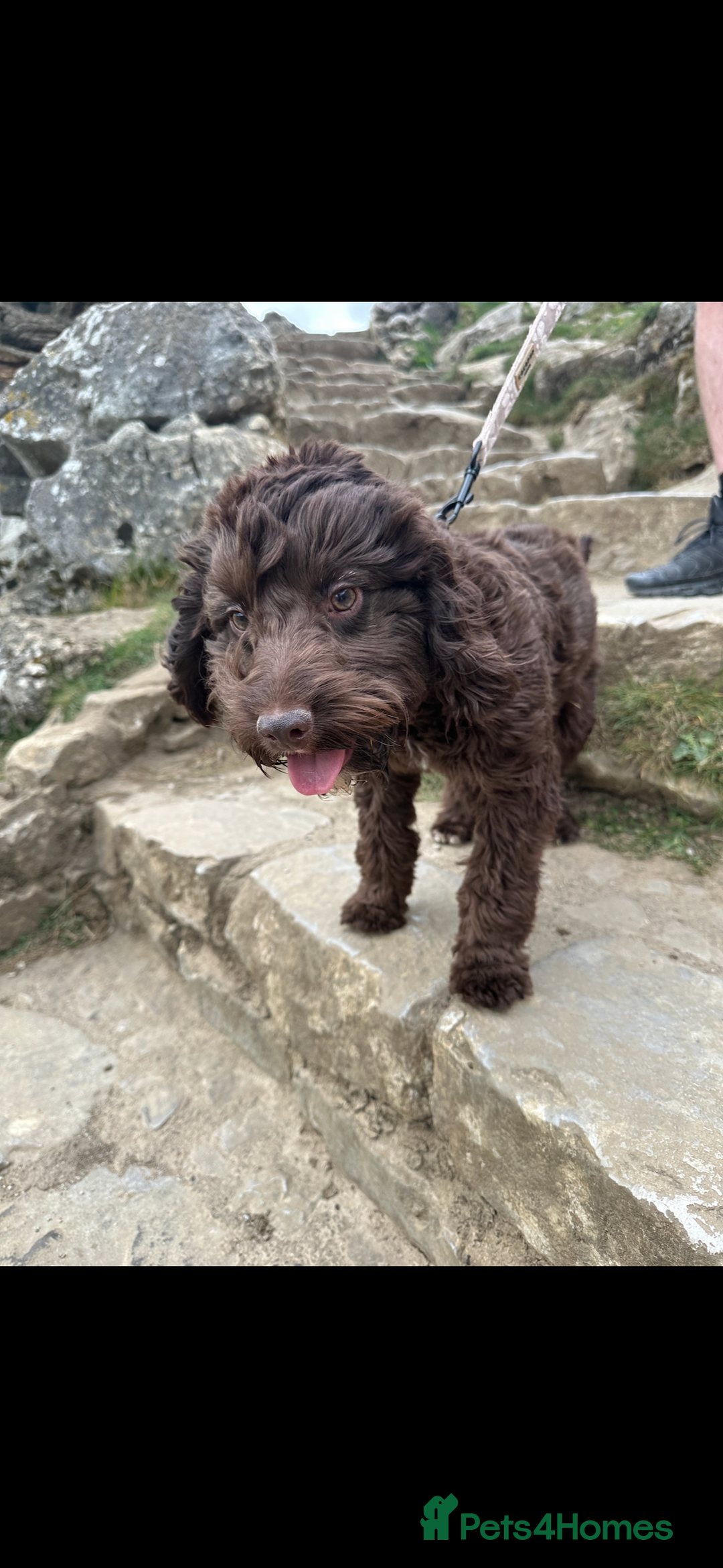 Cockapoo dogs for stud: 🐶 F1 Miniature Cockapoo Stud Available 🐶 - Advert 2