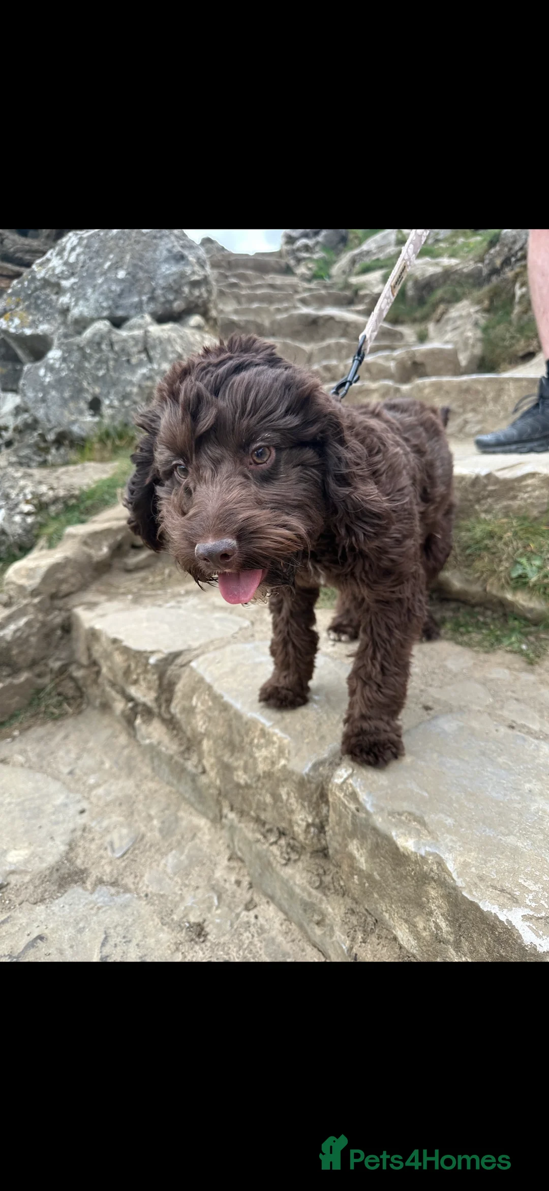 Cockapoo dogs for stud: 🐶 F1 Miniature Cockapoo Stud Available 🐶 - Advert 2