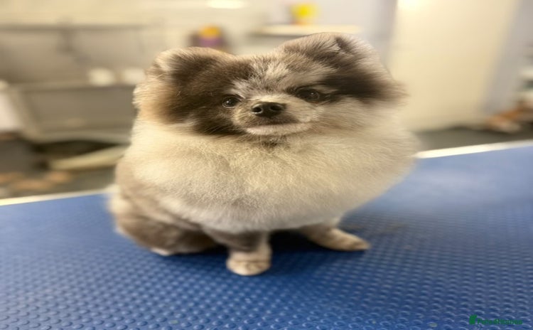 Pomeranian dogs - Advert 8