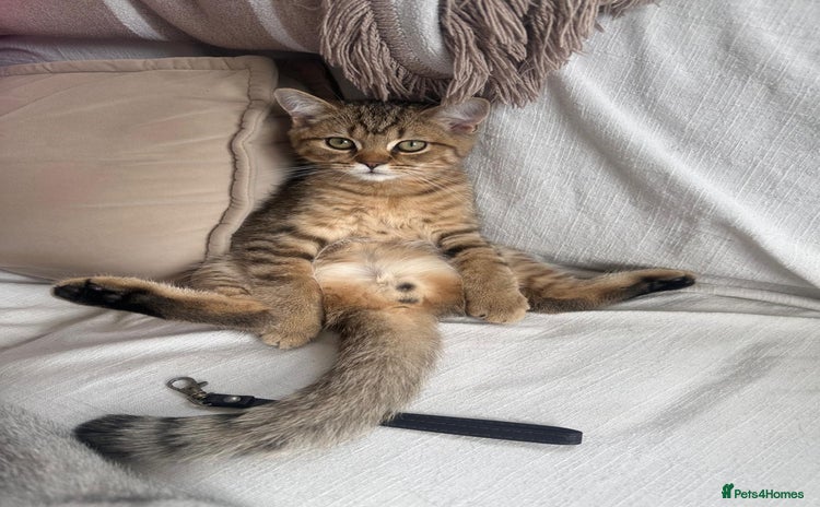 British Shorthair cats in Enfield - Advert 3