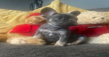 French Bulldog dogs - Advert 1