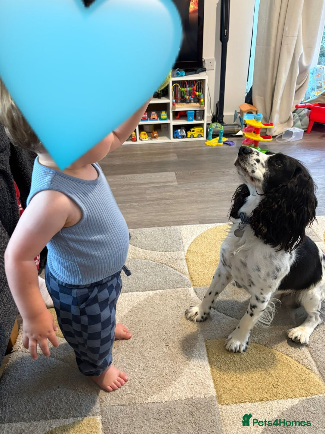 Cocker Spaniel dogs for stud: 3 year old cocker spaniel for stud  - Image 3