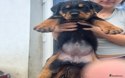 Rottweiler dogs for sale: Championship full pedigree Rottweilers! **1 left** - Image 18