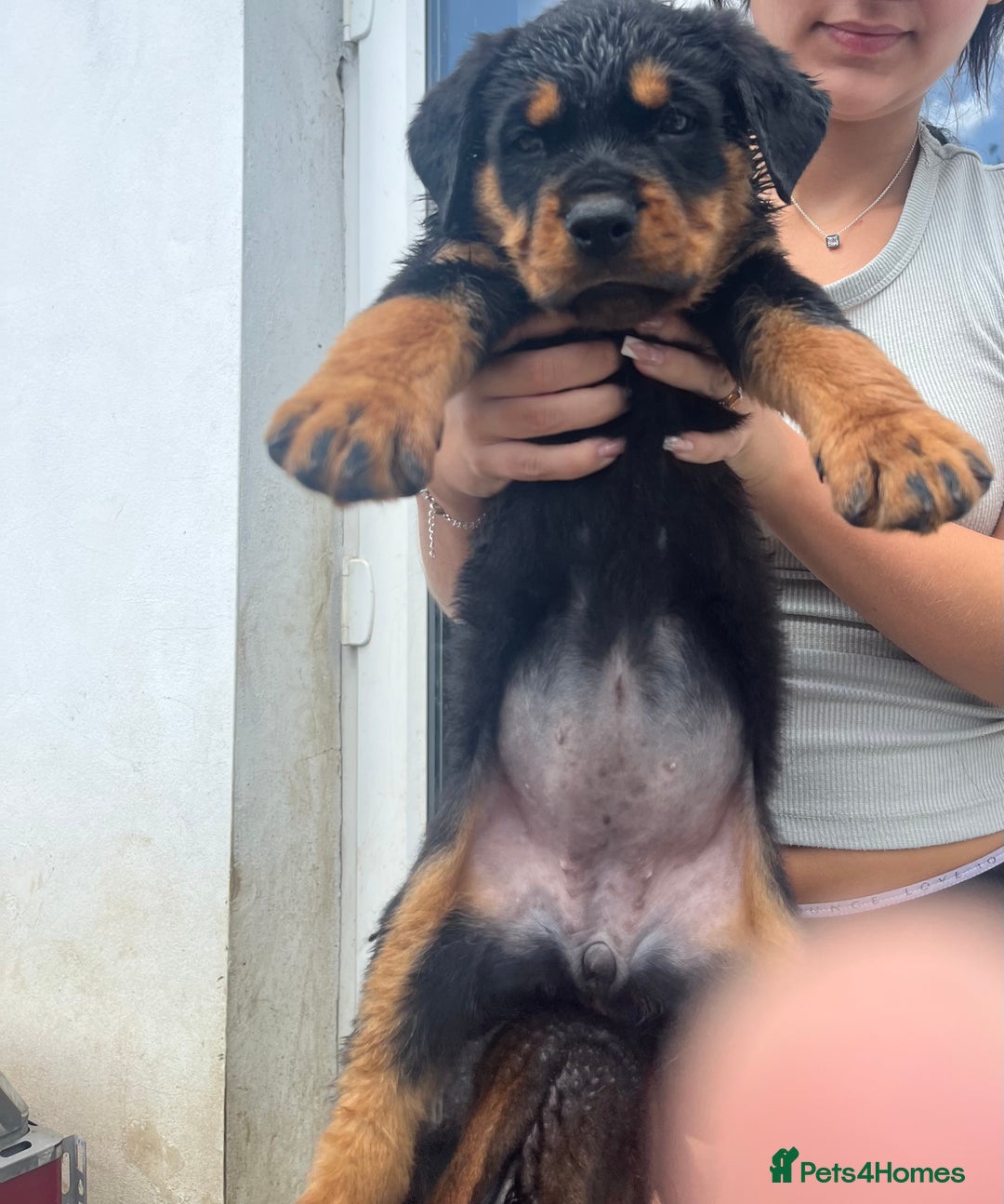 Rottweiler dogs for sale: Championship full pedigree Rottweilers! **1 left** - Image 18