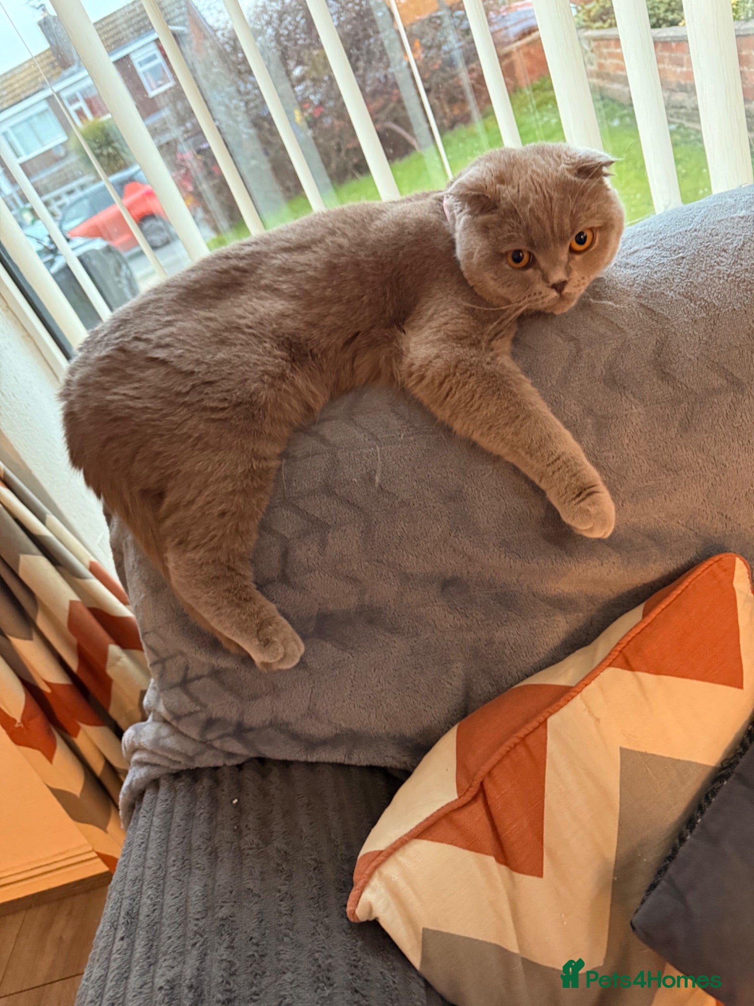 Scottish Fold cats SCOTTISH FOLD X BRITISH SHORTHAIR KITTENS FOR SALE - Advert 5