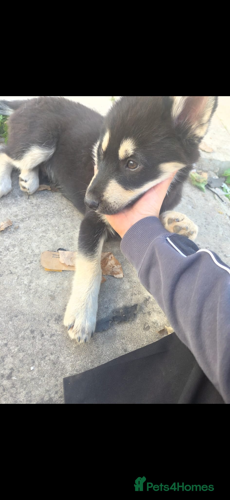 Pomsky dogs Pomsky puppies  - Advert 2