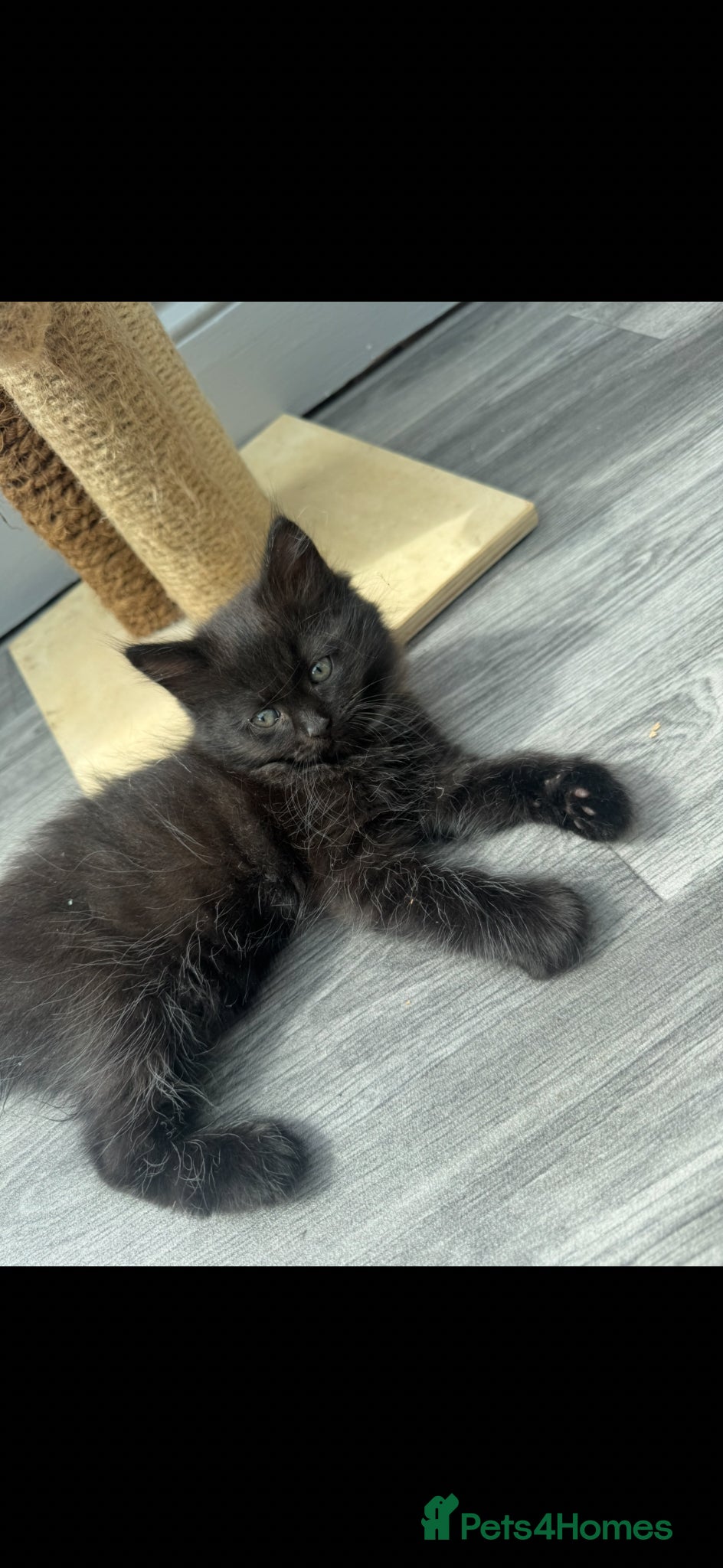 Ragdoll cats for sale: Stunning 1/2 ragdoll babies.  - Advert 8
