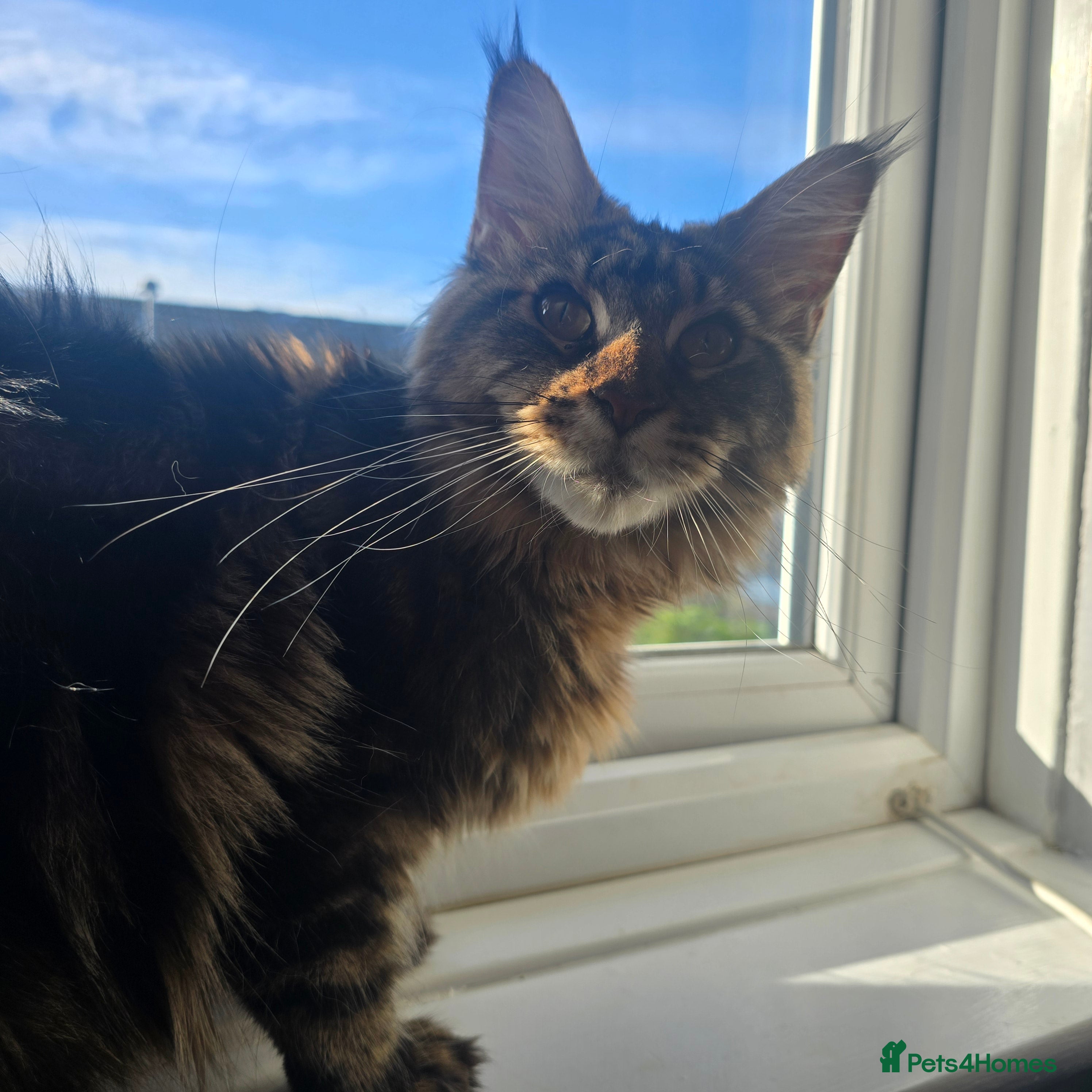 Maine Coon cats Female tica active queen - Advert 2