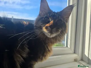 Maine Coon cats Female tica active queen - Advert 2