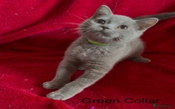 British Shorthair cats for sale: 5 Gorgeous Playful Friendly BSH Kittens Ready Now - Image 4