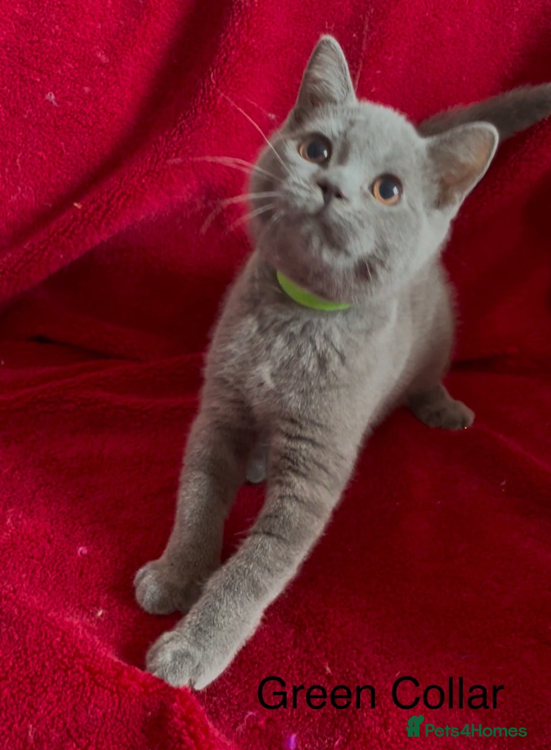 British Shorthair cats for sale: 5 Gorgeous Playful Friendly BSH Kittens Ready Now - Image 4
