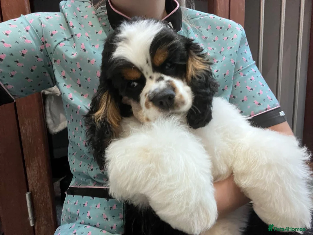 Cockapoo dogs for sale: Tiny Yankee Doodle puppies - Advert 17