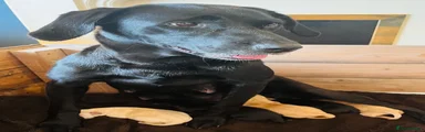 Labrador Retriever 5