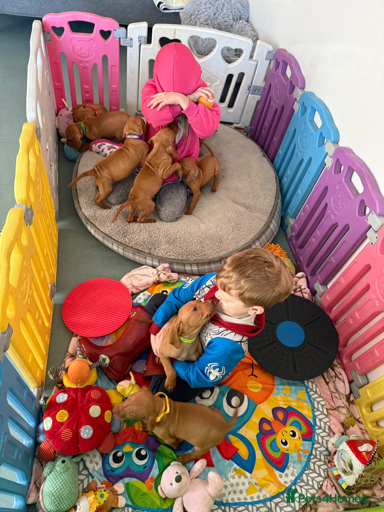 Hungarian Vizsla dogs Beautiful Kc registered litter available  - Advert 15