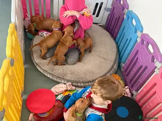 Hungarian Vizsla dogs Beautiful Kc registered litter available - Advert 15