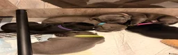 Staffordshire Bull Terrier dogs for sale: 🐾 CHUNKY STAFF PUPPIES – BLUE & BLACK 🐾  - Advert 6