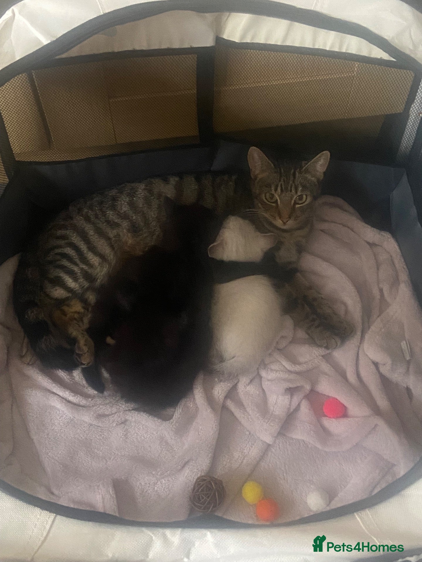 Ragdoll cats for sale: Tabby x Ragdoll Kittens  - Advert 2