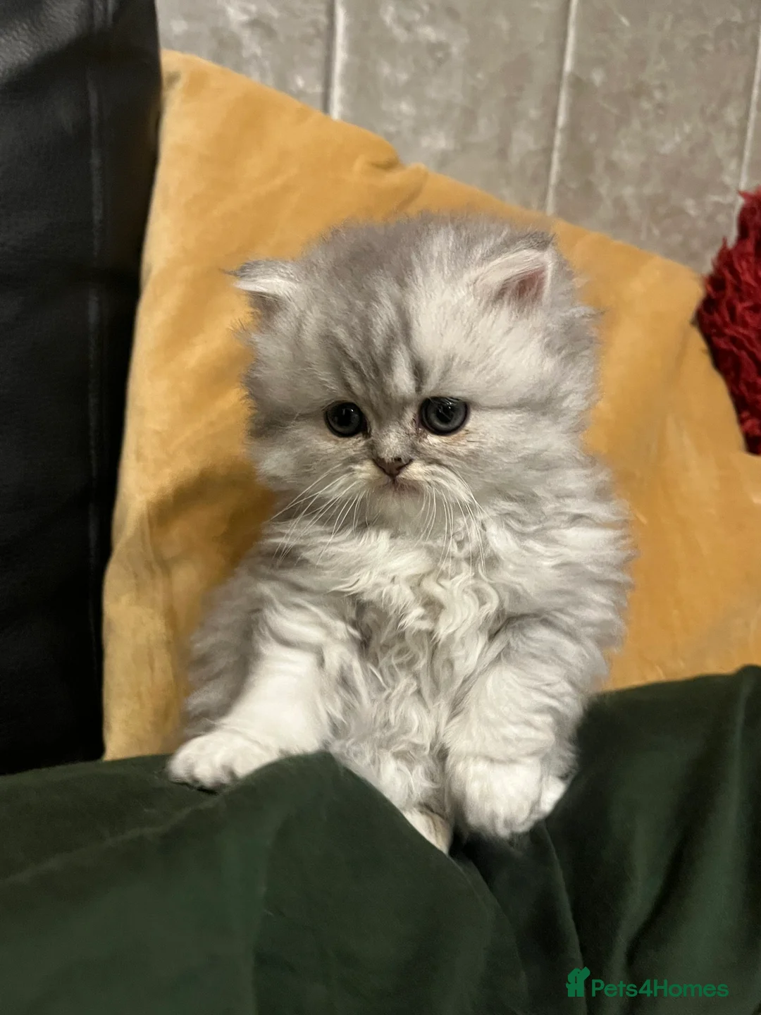 Persian cats for sale: SOLD .  - Advert 12