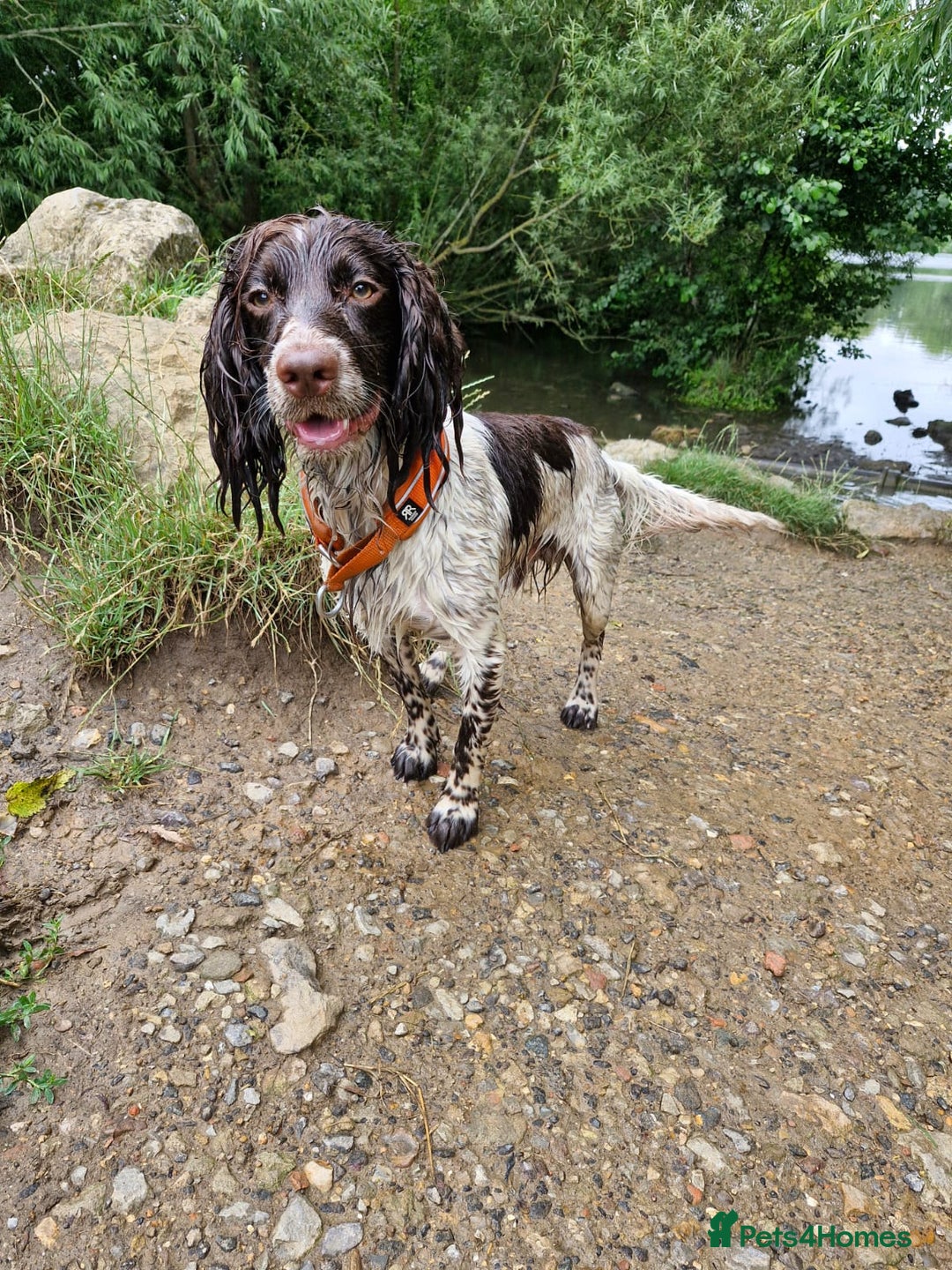 Cocker Spaniel dogs for stud: beautiful boy cocker spaniel ready 4 a  girlfriend - Image 2